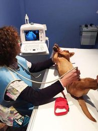 Clínica Veterinaria Ventura Perro en radiografía