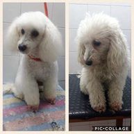 Clínica Veterinaria Ventura Perro blanco antes y después 
