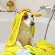 Clínica Veterinaria Ventura Perro con toalla amarilla